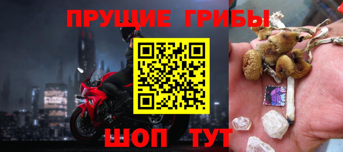 Галлюциногенные грибы Psilocybe  Черкесск 